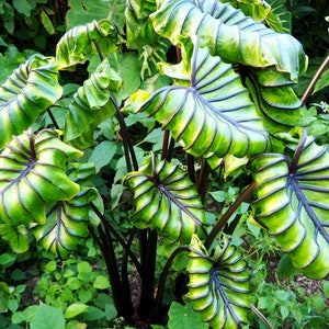 Colocasia Pharaohs Mask Starter Plant (ALL STARTER PLANTS require you to purchase 2 plants!)