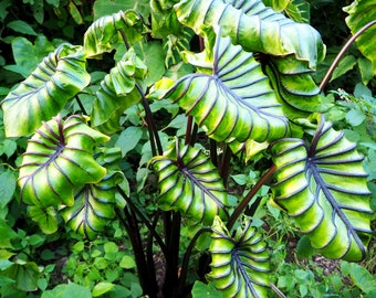 Colocasia Pharaohs Mask Starter Plant (ALL STARTER PLANTS require you to purchase 2 plants!)