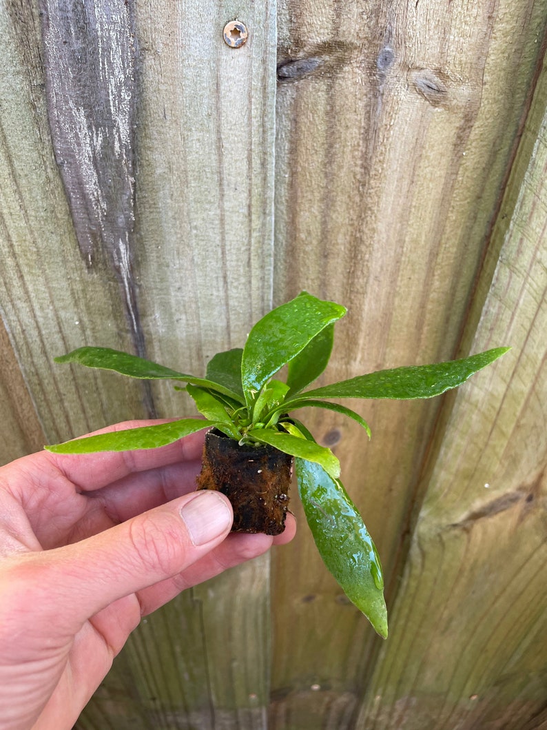 TheGreenEscape Platycerium Bifurcatum Staghorn Fern - Thumbnail 4