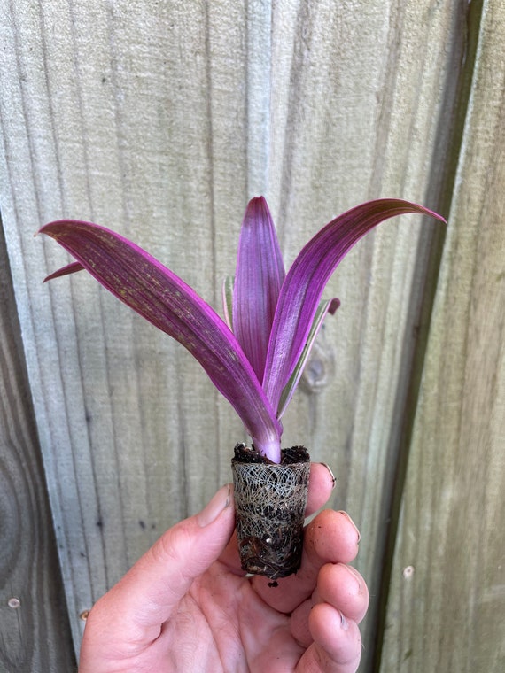 Tradescantia spathacae tricolor “tricolor oyster plant ” Starter