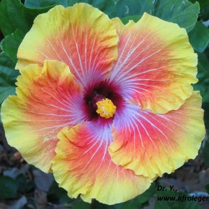 Acapulco gold  hibiscus Starter Plant (ALL STARTER PLANTS require you to purchase 2 plants!)