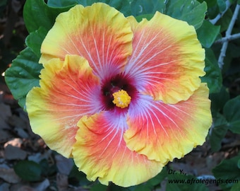 Acapulco gold  hibiscus Starter Plant (ALL STARTER PLANTS require you to purchase 2 plants!)