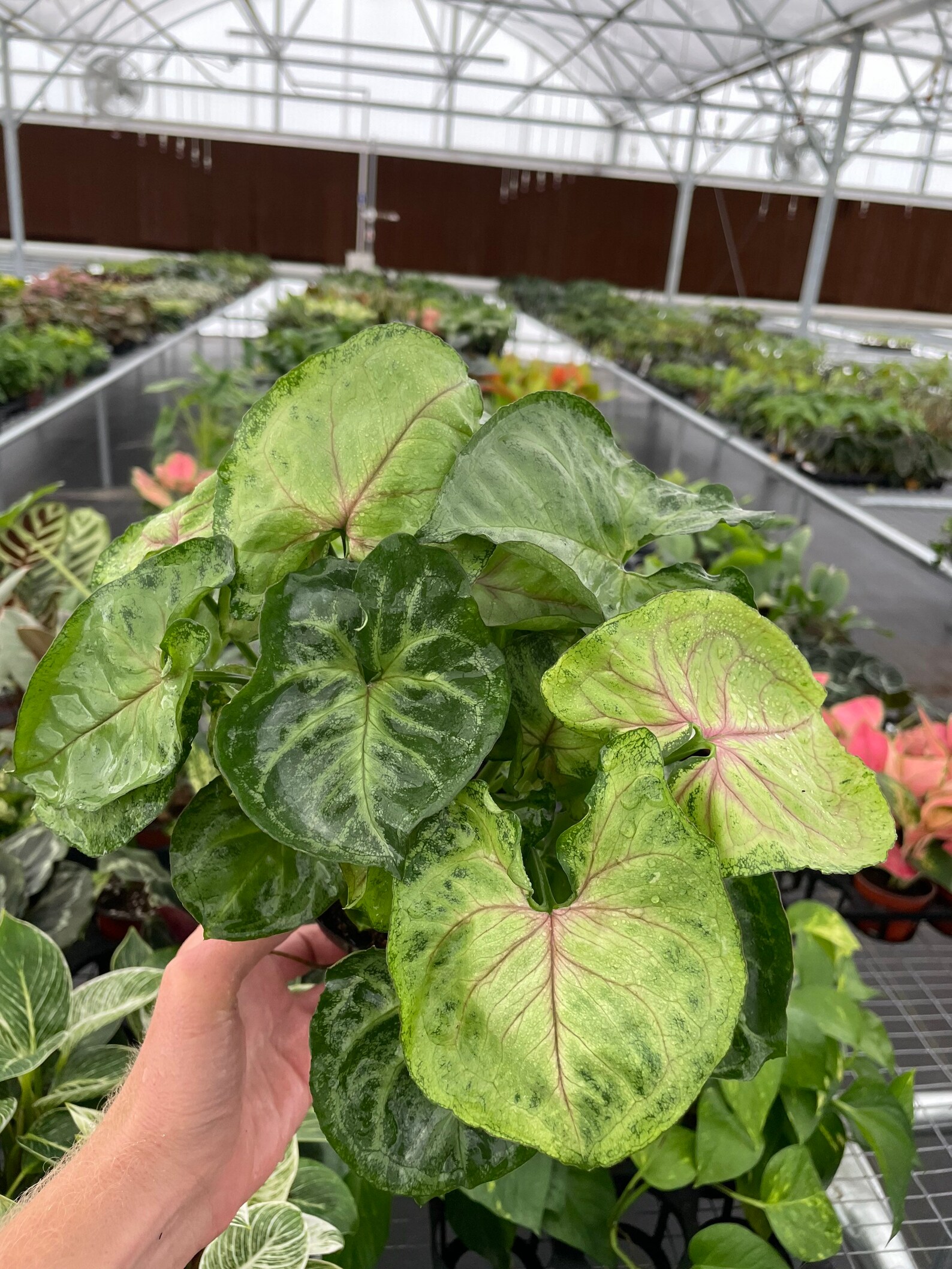 Syngonium Bob Allusion 4 Pot ALL PLANTS Require You to Etsy