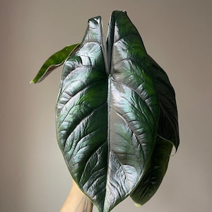 Alocasia green unicorn (azlanii x dragon scale) Starter Plant (ALL STARTER PLANTS require you to purchase 2 plants)