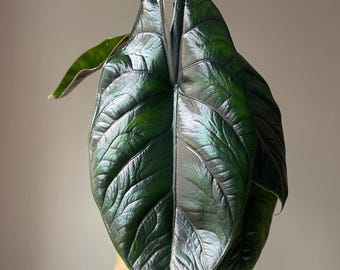 Alocasia green unicorn (azlanii x dragon scale) Starter Plant (ALL STARTER PLANTS require you to purchase 2 plants)