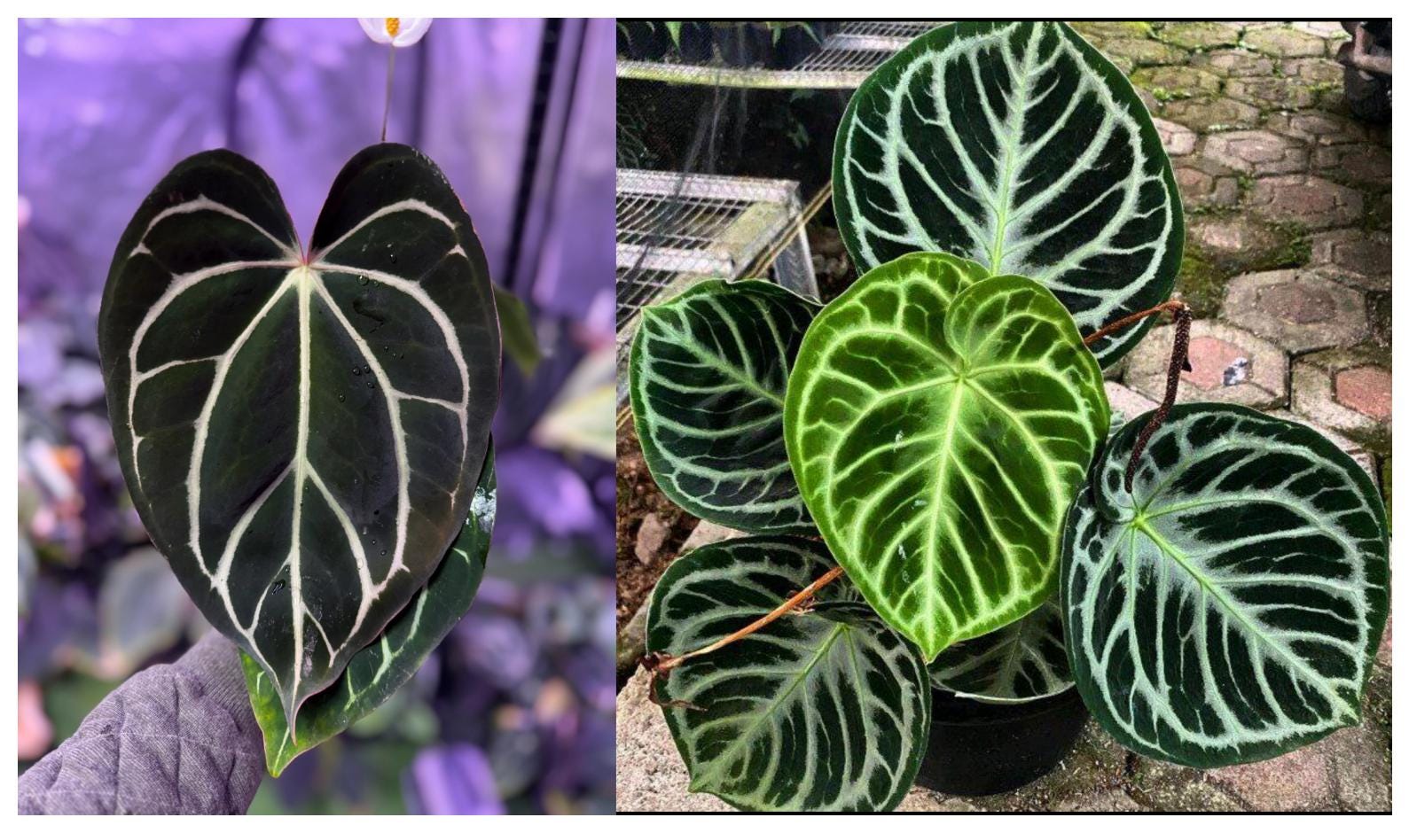 Seed Grown Anthurium Carlablackiae X Dorayaki Starter Plant (ALL