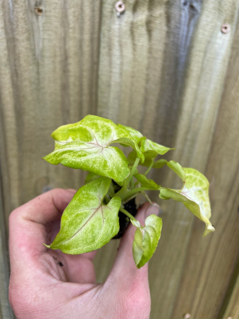 TheGreenEscape Syngonium Gold Allusion Plant - Thumbnail 3