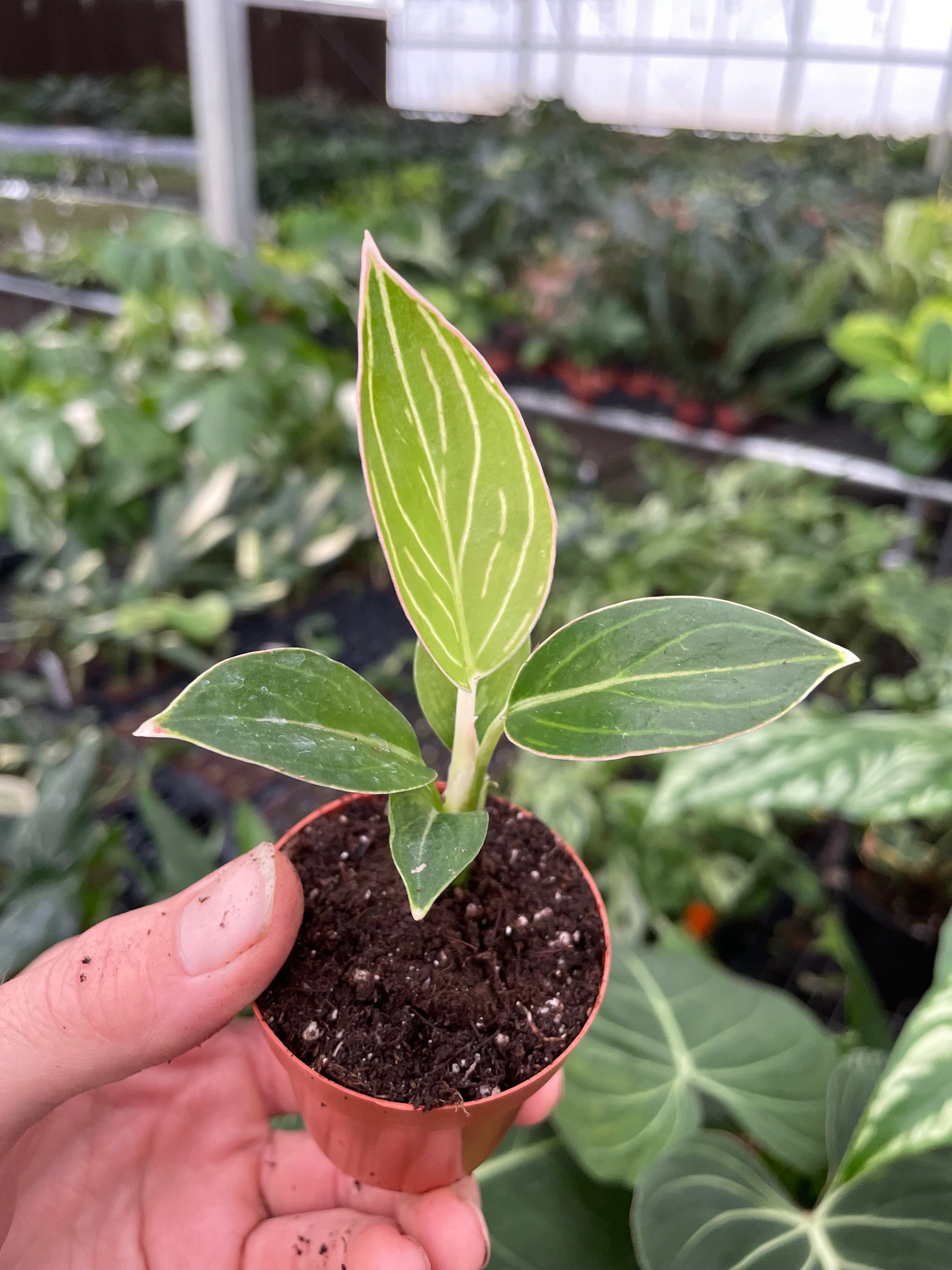Aglaonema Khanza Pink 2” Pot (ALL PLANTS Require You to Purchase 2