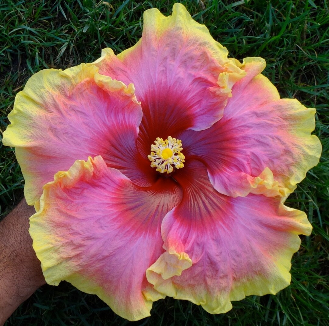 Simple Pleasures Hibiscus Starter Plant (ALL STARTER PLANTS
