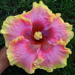 May include: A close-up of a vibrant hibiscus flower. The flower has a deep red center that fades into pink and then yellow at the edges. The petals are ruffled, and the center has a yellow stamen.