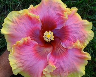 Simple pleasures hibiscus Starter Plant (ALL STARTER PLANTS require you to purchase 2 plants!)