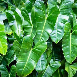 Black Majesty Philodendron - Etsy