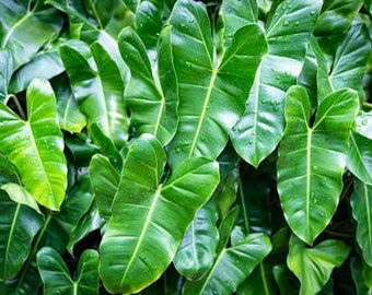 Philodendron Burle Marx Starter Plant (ALL STARTER PLANTS require you to purchase 2 plants!)