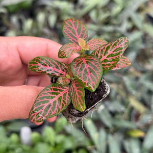 Puede incluir: Una peque&ntilde;a planta en maceta con hojas verdes y venas rojas. La planta est&aacute; en una maceta peque&ntilde;a negra y se est&aacute; sosteniendo en una mano.