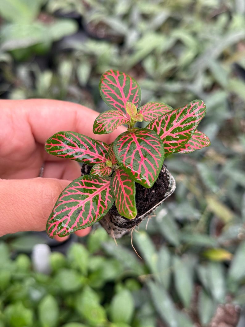 Puede incluir: Una peque&ntilde;a planta en maceta con hojas verdes y venas rojas. La planta est&aacute; en una maceta peque&ntilde;a negra y se est&aacute; sosteniendo en una mano.