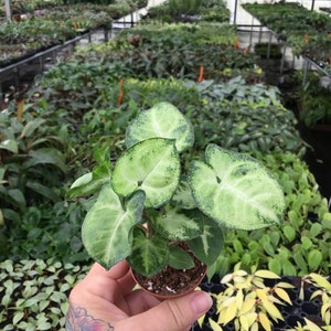 May include: A small potted plant with large, variegated leaves. The leaves are green with white speckles and have a heart shape. The plant is in a brown pot and is being held by a hand.