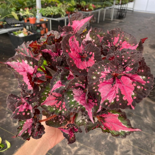 Harmonys fatal attraction begonia starter plant (ALL STARTER PLANTS require you to purchase 2 plants!)