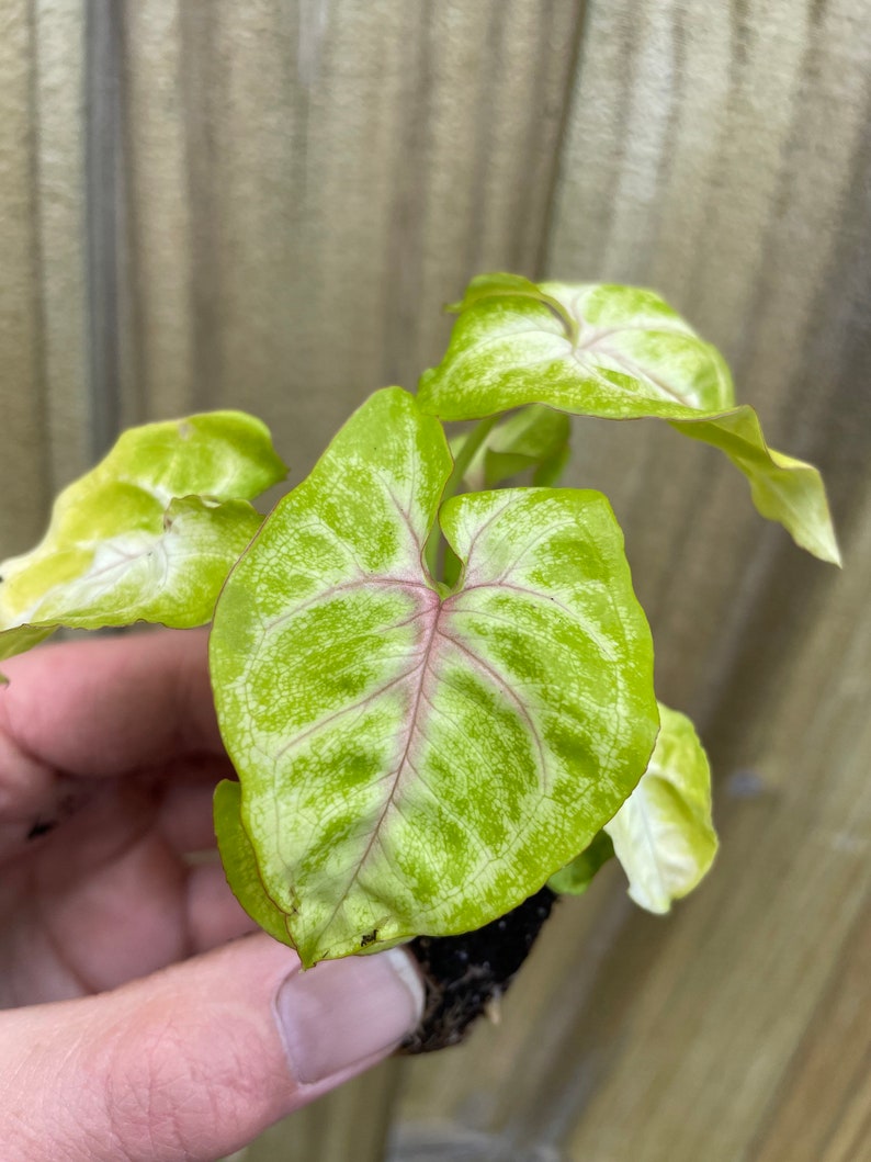 TheGreenEscape Syngonium Gold Allusion Plant - Thumbnail 2