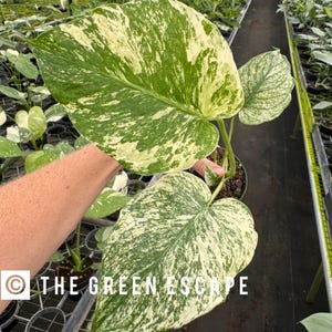 Monstera Mint Starter Plant (ALL STARTER PLANTS require you to purchase 2 plants!)