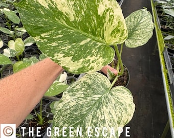 Monstera Mint Starter Plant (ALL STARTER PLANTS require you to purchase 2 plants!)