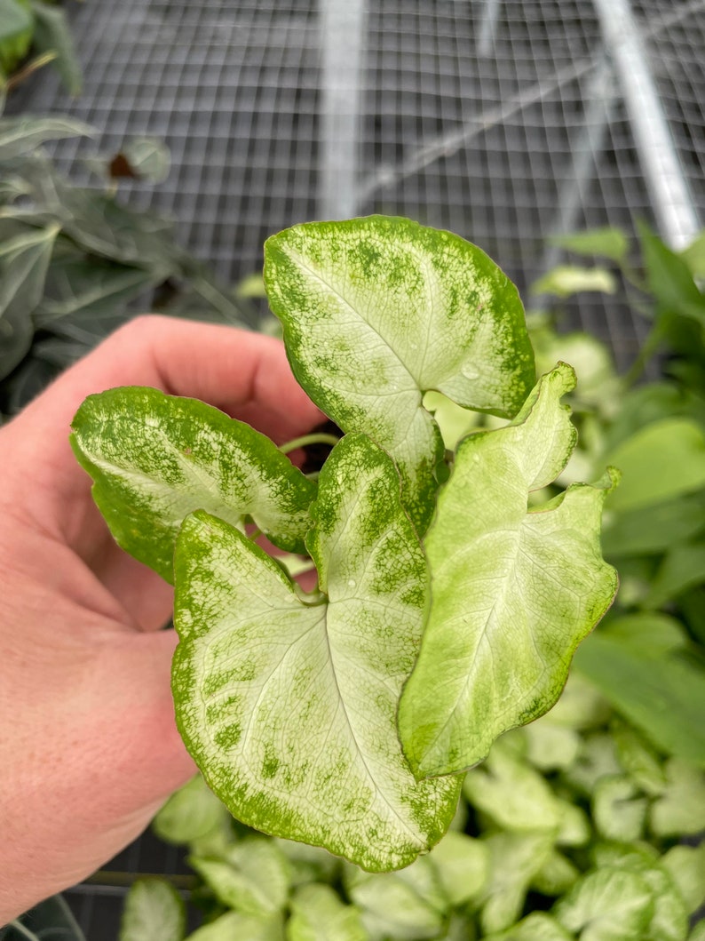 Syngonium White Butterfly Plant - Thumbnail 4