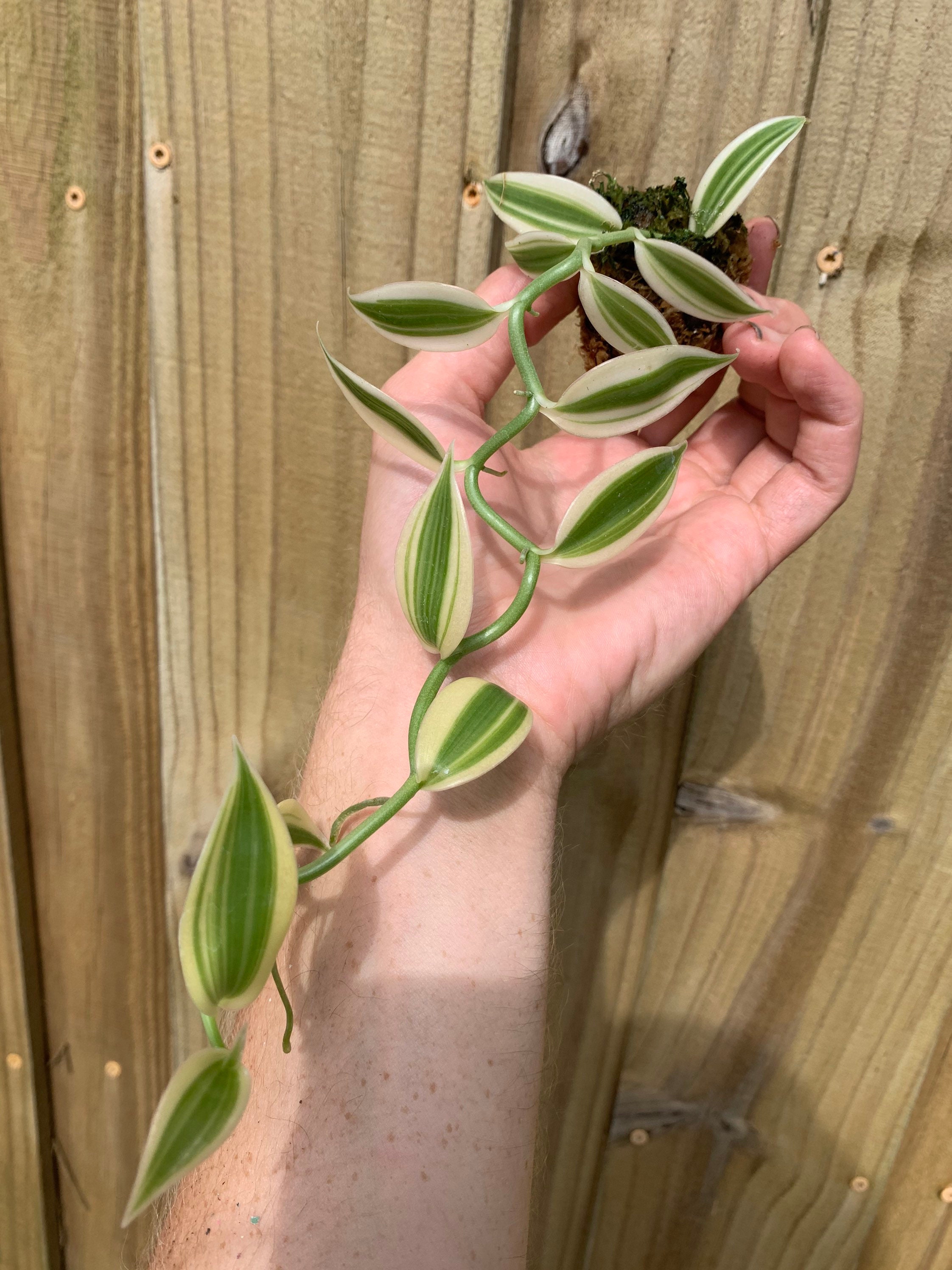 Super variegated vanilla orchid planifolia  Starter Plant (ALL STARTE…