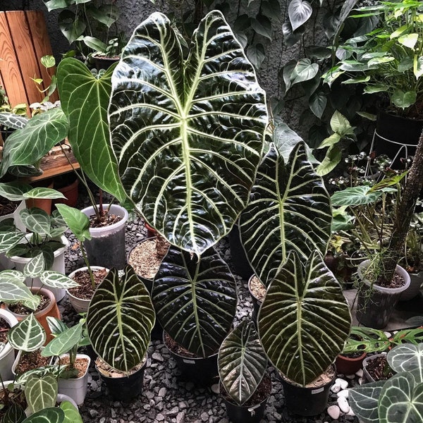 Alocasia suhirmaniana Starter Plant (ALL STARTER PLANTS require you to purchase 2 plants!)