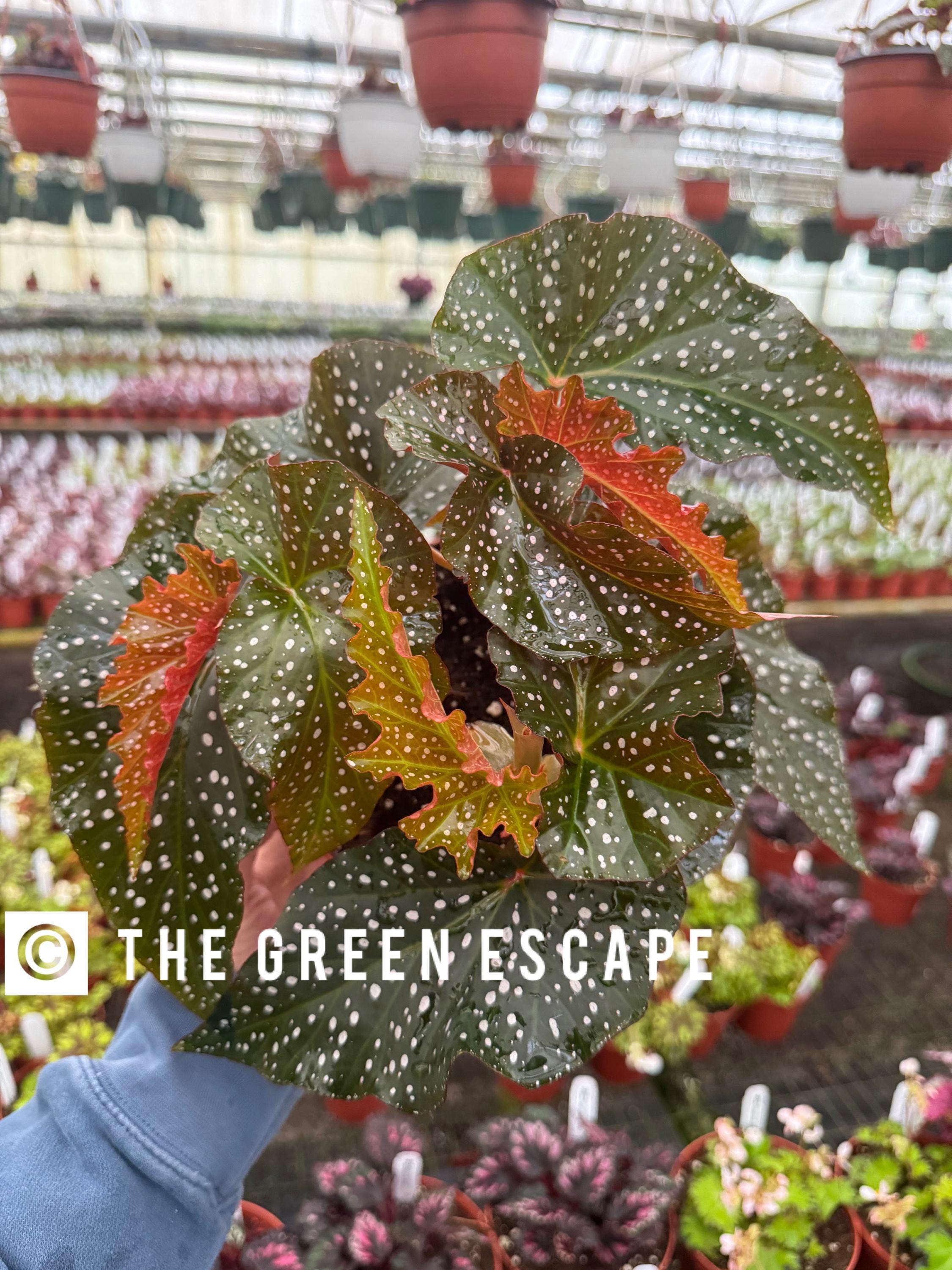 Harmonys Rain Dance Begonia 6”pot (ALL PLANTS Require You to