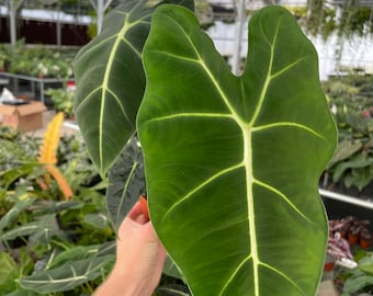 Alocasia frydek 4” pot (ALL PLANTS require you to purchase 2 plants!)
