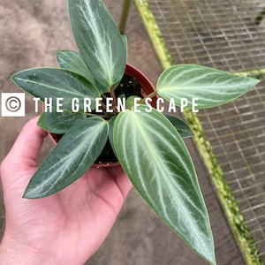 Peperomia maculosa 4” pot (ALL PLANTS require you to purchase 2 plants!)