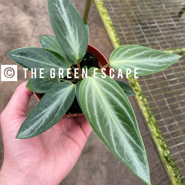Peperomia maculosa 4” pot (ALL PLANTS require you to purchase 2 plants!)