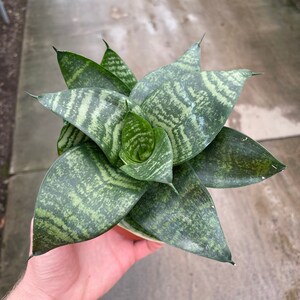 Sansevieria hahnii 4”pot (ALL PLANTS require you to purchase 2 plants!)