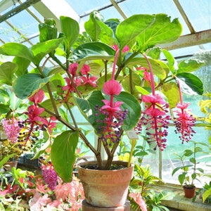 Medinilla Cummingii Starter Plant (ALL STARTER PLANTS require you to purchase 2 plants!)