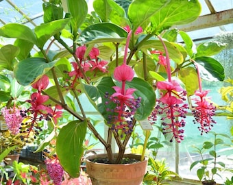 Medinilla Cummingii Starter Plant (ALL STARTER PLANTS require you to purchase 2 plants!)