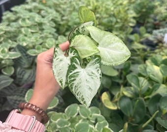 Peut inclure: Une bouture de plante Syngonium présentant des feuilles en forme de flèche avec un motif panaché de blanc crème et de vert foncé. Le feuillage affiche un aspect marbré distinct avec des pointes acérées et des bords lisses, aux couleurs vives.