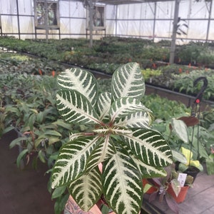 Aphelandra dania blizzard 2” pot (ALL PLANTS require you to purchase 2 plants!)