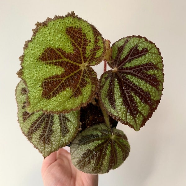 Begonia Masoniana iron cross Starter Plant (ALL STARTER PLANTS require you to purchase 2 plants!)