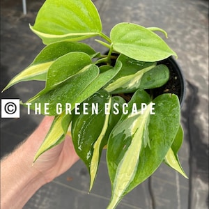 May include: A variegated plant with green and yellow leaves in a black pot. The plant is being held by a hand. The text "THE GREEN ESCAPE" is visible in the image.