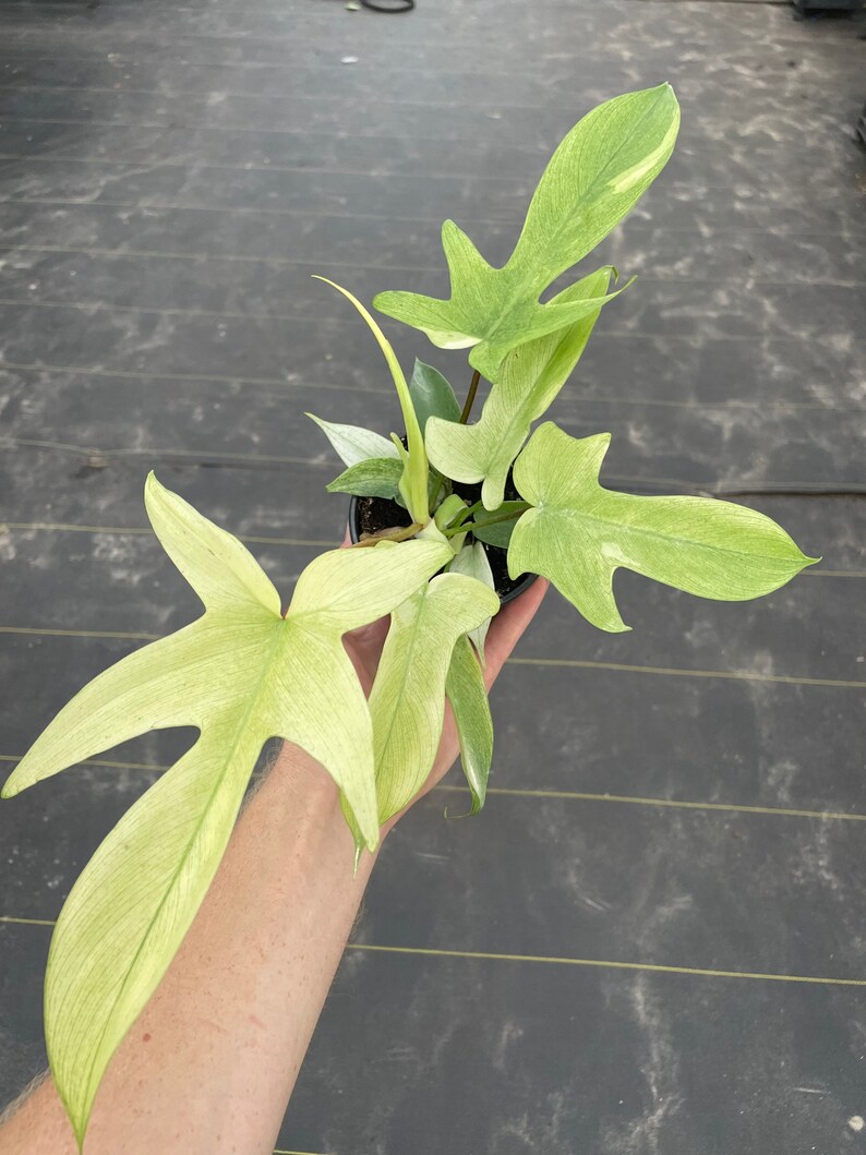 Philodendron Florida Ghost Mint 4 Pot ALL PLANTS Require You Etsy