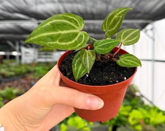 Exact Plant Anthurium Red Crystallinum Specific 4” Pot 7552ZSE | G/H (All PLANTS require you to purchase 2 plants!)