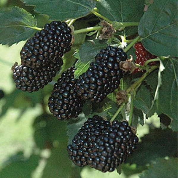 Rubus blackberry “prime ark freedom” Starter Plant (ALL STARTER PLANTS require you to purchase 2 plants!)
