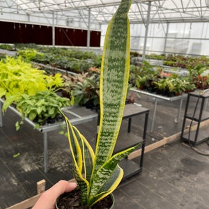 Puede incluir: Una planta de serpiente en maceta verde, con hojas largas y erguidas. Las hojas muestran un patr&oacute;n rayado en tonos verdes y amarillos. El fondo muestra un entorno de invernadero con otras plantas.