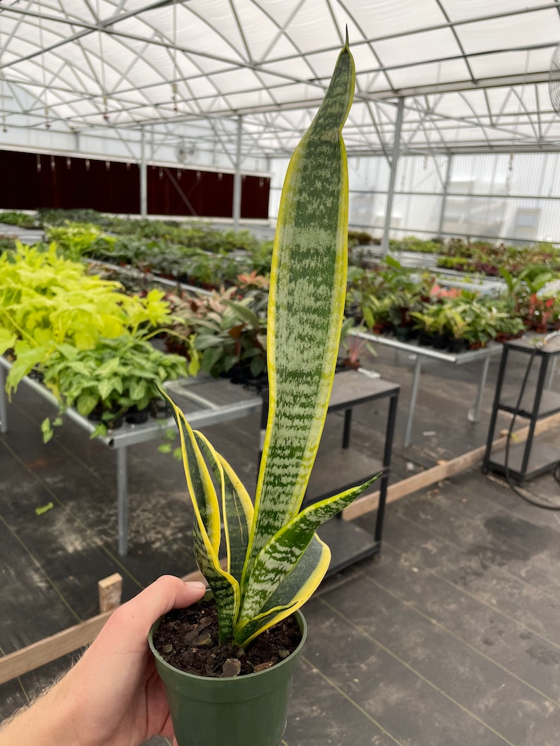 Puede incluir: Una planta de serpiente en maceta verde, con hojas largas y erguidas. Las hojas muestran un patr&oacute;n rayado en tonos verdes y amarillos. El fondo muestra un entorno de invernadero con otras plantas.