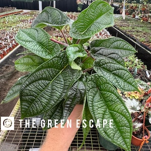 Piper parmatum Starter Plant (ALL STARTER PLANTS require you to purchase 2 plants!)