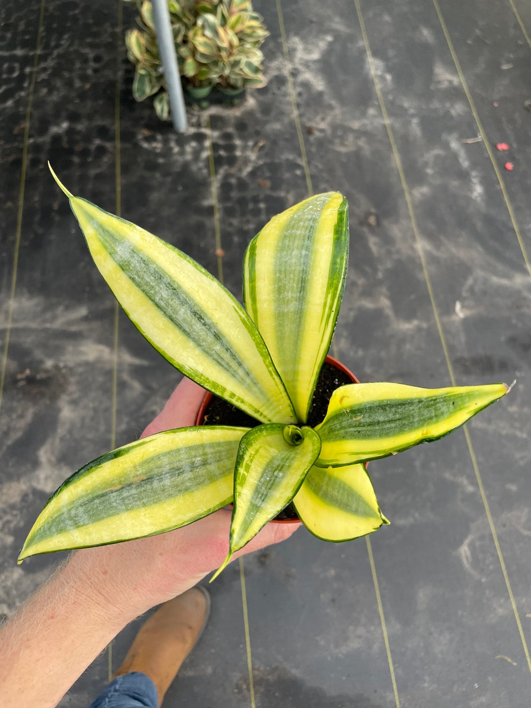 Sansevieria Gold Dust 4pot ALL PLANTS Require You to Purchase 2 Plants