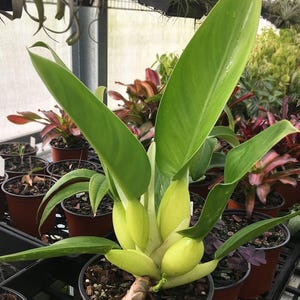 Philodendron Fat Boy martianum Starter Plant (ALL STARTER PLANTS Require  You to Purchase 2 Plants!) - Etsy