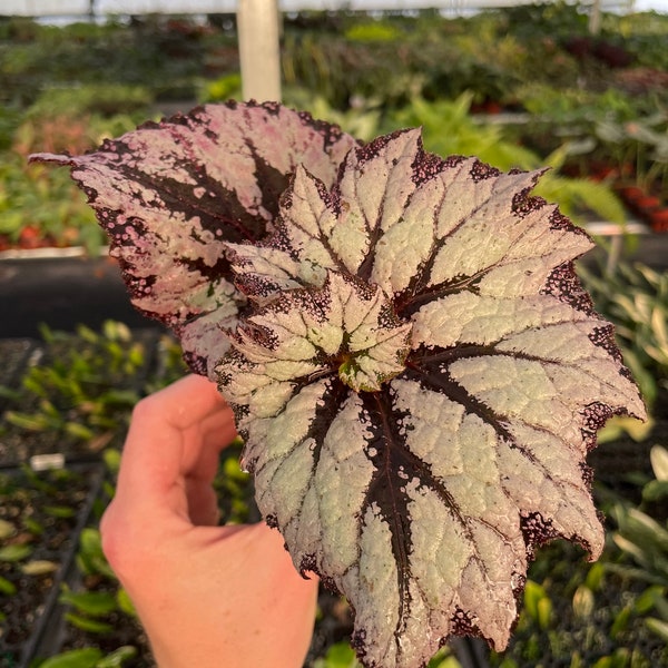 Harmonys Starburst begonia Starter Plant (ALL STARTER PLANTS require you to purchase 2 plants!)