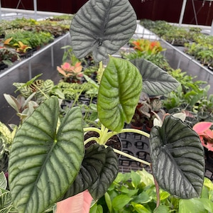 Alocasia nebula imperialis 4” pot (ALL PLANTS require you to purchase 2 plants!)