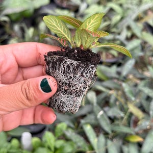 Puede incluir: Una peque&ntilde;a planta verde y roja con ra&iacute;ces blancas en una maceta peque&ntilde;a. La planta est&aacute; siendo sostenida por una mano con esmalte de u&ntilde;as verde oscuro.