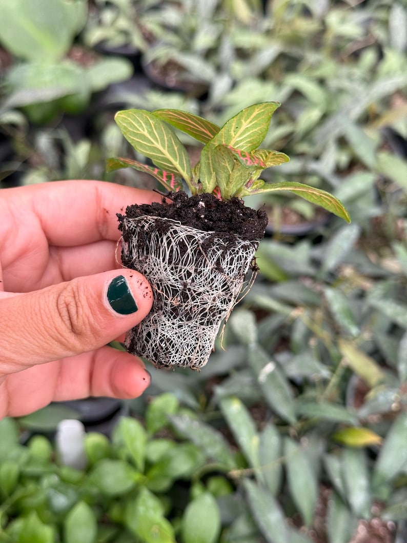 Puede incluir: Una peque&ntilde;a planta verde y roja con ra&iacute;ces blancas en una maceta peque&ntilde;a. La planta est&aacute; siendo sostenida por una mano con esmalte de u&ntilde;as verde oscuro.